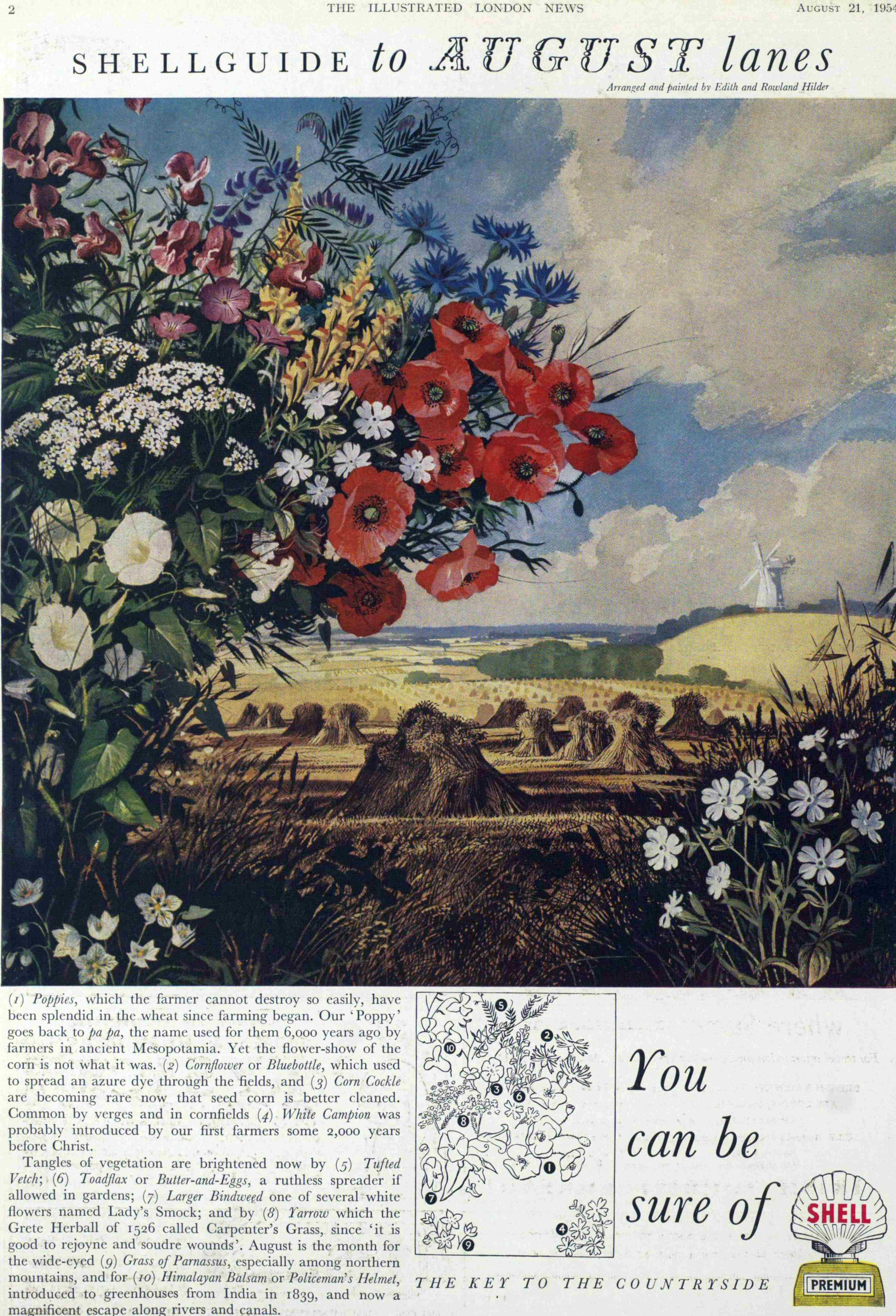 shell wild flowers august